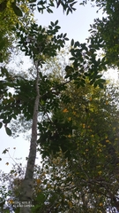 Zanthoxylum rhoifolium