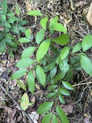 Cinnamomum