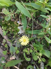 Ixeris chinensis