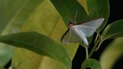 Cydalima laticostalis