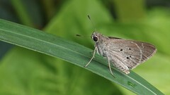 Suastus gremius