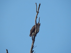 Accipiter