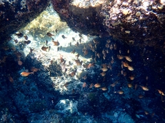 Pempheris klunzingeri