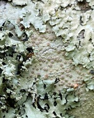 Lecanora subpallens