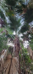Livistona chinensis