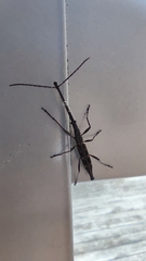 Lasiorhynchus barbicornis