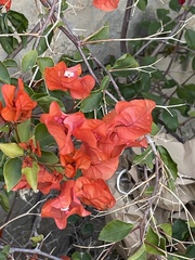 Bougainvillea