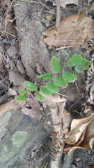 Adiantum philippense