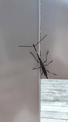 Lasiorhynchus barbicornis