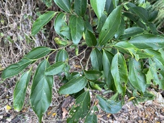 Celtis tetrandra