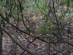 Nesotragus moschatus