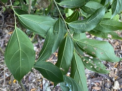 Celtis tetrandra