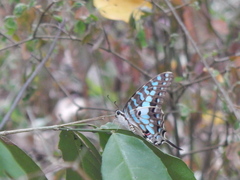 Graphium antheus