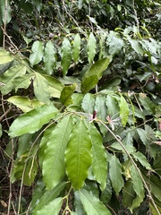Capparis micracantha