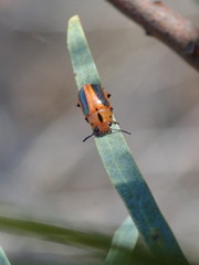 Calomela curtisi