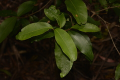 Austrobuxus swainii