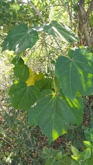 Jatropha curcas
