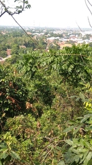 Pometia pinnata