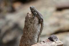 Oplurus cyclurus