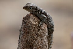 Oplurus cyclurus