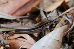 Trachylepis elegans