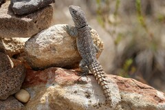 Oplurus cyclurus