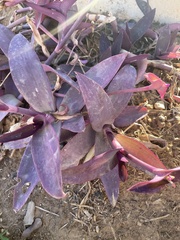 Tradescantia pallida