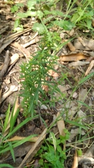 Polygala paniculata