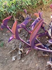Tradescantia pallida