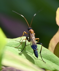 Ctenochares bicolorus