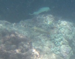 Thalassoma trilobatum