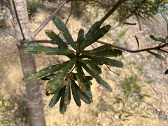 Banksia seminuda