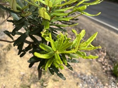 Banksia seminuda