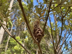 Banksia seminuda