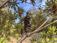 Banksia seminuda