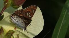 Caprona ransonnettii