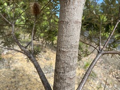 Banksia seminuda