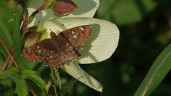 Caprona ransonnettii
