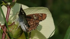 Caprona ransonnettii