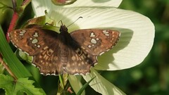 Caprona ransonnettii