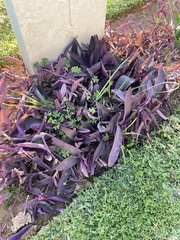 Tradescantia pallida