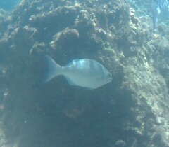 Kyphosus cinerascens