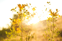 Hypericum perforatum