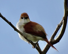 Certhiaxis mustelinus
