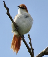 Certhiaxis mustelinus