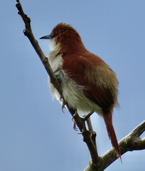 Certhiaxis mustelinus