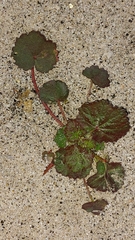 Eremalche rotundifolia