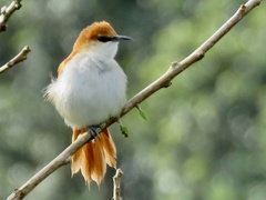 Certhiaxis mustelinus