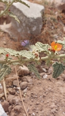 Sphaeralcea ambigua