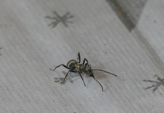 Polyrhachis cupreata